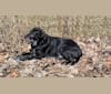 Gus, a Labrador Retriever and German Shepherd Dog mix tested with EmbarkVet.com