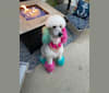 Photo of Fancy Chanel Mademoiselle, a Poodle (Standard)  in Escondido, CA, USA