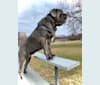 Kaiser, a Neapolitan Mastiff tested with EmbarkVet.com