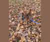 Dougie, a Chihuahua and Dachshund mix tested with EmbarkVet.com