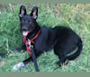Oreo, a German Shepherd Dog and Australian Cattle Dog mix tested with EmbarkVet.com
