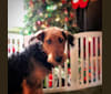 Maisy, an Airedale Terrier tested with EmbarkVet.com