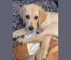 Circa, a Labrador Retriever and Golden Retriever mix tested with EmbarkVet.com