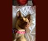 Kobe, a Staffordshire Terrier and Siberian Husky mix tested with EmbarkVet.com