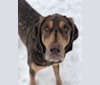 Photo of Hank, a Bloodhound and Labrador Retriever mix in Arkansas, USA