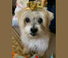 Photo of Lucy, a Yorkshire Terrier, Pomeranian, Lhasa Apso, and Mixed mix in Portland, Oregon, USA