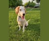 Arlo, an American Foxhound and German Shepherd Dog mix tested with EmbarkVet.com