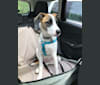 Yuzu, a Border Collie and Rat Terrier mix tested with EmbarkVet.com