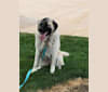 Daisy, a Great Pyrenees and Maremma Sheepdog mix tested with EmbarkVet.com