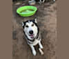 Sampson a dog tested with EmbarkVet.com