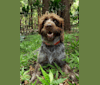 Didi, a German Wirehaired Pointer tested with EmbarkVet.com