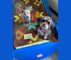 Louie, a Chihuahua and Miniature Pinscher mix tested with EmbarkVet.com