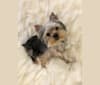 Boo, a Yorkshire Terrier tested with EmbarkVet.com