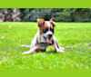 Ghilbert, an Australian Cattle Dog tested with EmbarkVet.com