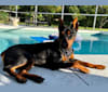 Allania Grand Zeus, a German Pinscher tested with EmbarkVet.com