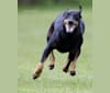 The Junior Katington, a Manchester Terrier (Standard) tested with EmbarkVet.com