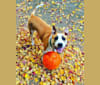 Biggie, an American Pit Bull Terrier and Australian Cattle Dog mix tested with EmbarkVet.com