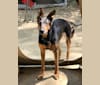 Sky, a Doberman Pinscher and German Shepherd Dog mix tested with EmbarkVet.com