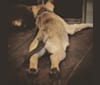 Photo of Bryzzo Reese, a German Shepherd Dog, Belgian Malinois, and American Bully mix in Texas, USA