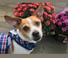 Rusty, a Chihuahua and Pekingese mix tested with EmbarkVet.com