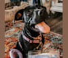 Photo of Bella Kate, a Labrador Retriever, American Pit Bull Terrier, and German Shorthaired Pointer mix in Guntersville, Alabama, USA