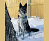 Chinook, a German Shepherd Dog and Siberian Husky mix tested with EmbarkVet.com