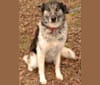Ama, a Siberian Husky and German Shepherd Dog mix tested with EmbarkVet.com