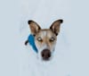 Leo, a Siberian Husky and Chesapeake Bay Retriever mix tested with EmbarkVet.com