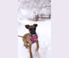 Bianca, an American Village Dog tested with EmbarkVet.com