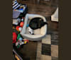 Jack, a Poodle (Small) and Pomeranian mix tested with EmbarkVet.com