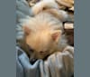 Koda, a Pomeranian tested with EmbarkVet.com