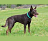 Jungle, an Australian Kelpie tested with EmbarkVet.com