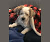 Nash, a Poodle (Small) and Yorkshire Terrier mix tested with EmbarkVet.com
