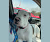 Photo of Apollo, an American Pit Bull Terrier and American Staffordshire Terrier mix in Circleville, Ohio, USA