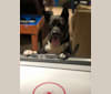 Mulani, an Akita and American Pit Bull Terrier mix tested with EmbarkVet.com