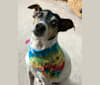 Jordyn, an American Hairless Terrier tested with EmbarkVet.com