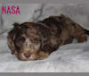 JNB's Mocha For The Hunt, a Poodle (Standard) and Labrador Retriever mix tested with EmbarkVet.com