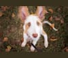 Nevaeh's Bedheaded Beauty, an Ibizan Hound tested with EmbarkVet.com