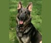 Brutus (Brudy), a German Shepherd Dog tested with EmbarkVet.com