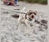Photo of Remy, a Poodle (Small) and Lhasa Apso mix in St. Petersburg, Florida, USA