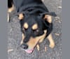 Bandit, a German Shepherd Dog and Rottweiler mix tested with EmbarkVet.com
