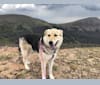 Akela, a Siberian Husky and Great Pyrenees mix tested with EmbarkVet.com