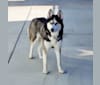 Teyla, a Siberian Husky tested with EmbarkVet.com