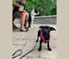 Photo of Mavis, a Chihuahua, Dachshund, and Rat Terrier mix in Texas, USA