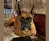 Whiskey - Baldwin's Love Note, a Boxer tested with EmbarkVet.com