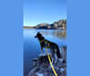 Photo of Sky, a Siberian Husky, Alaskan Malamute, and Labrador Retriever mix in Alaska, USA