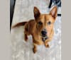 Brandy, a Chow Chow and Australian Cattle Dog mix tested with EmbarkVet.com