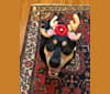 BELLA, an Australian Cattle Dog and Rottweiler mix tested with EmbarkVet.com