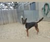 BanditNorton, a German Shepherd Dog and Labrador Retriever mix tested with EmbarkVet.com