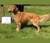 Paige, a Golden Retriever tested with EmbarkVet.com